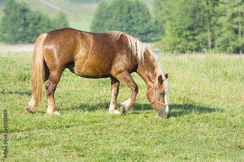 Fotoroleta pejzaż rolnictwo łąka trawa lato