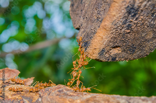 Fototapeta ogród natura zwierzę