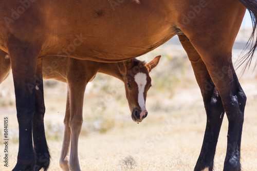 Fototapeta grzywa arabian klacz fauna ssak