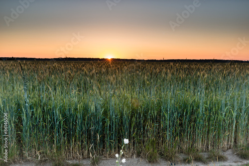 Plakat pszenica pejzaż niebo pole
