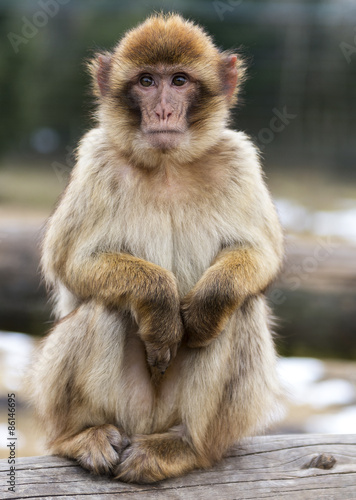 Fotoroleta natura małpa afryka