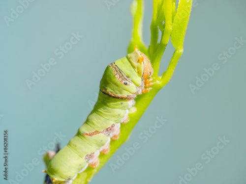 Plakat motyl jedzenie dziki zwierzę drzewa