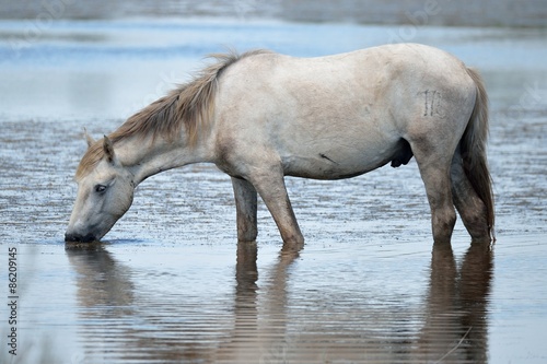 Plakat koń stado dziki camargue koni