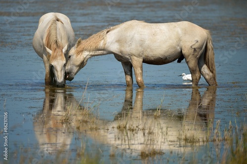 Plakat koń dziki koń dziki camargue 