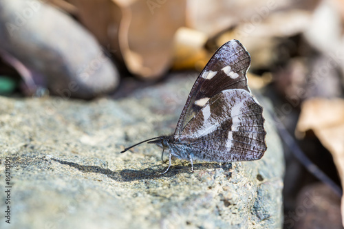 Fotoroleta natura motyl fauna zwierzę dziki