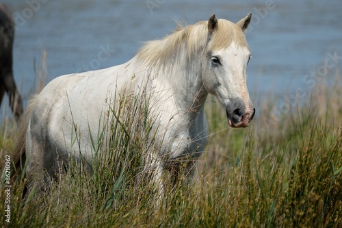 Plakat dziki dziki koń koń camargue 