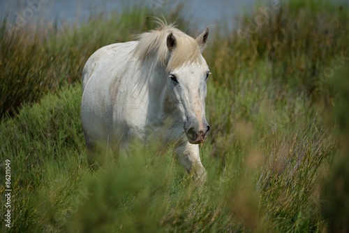 Plakat dziki dziki koń koń camargue 