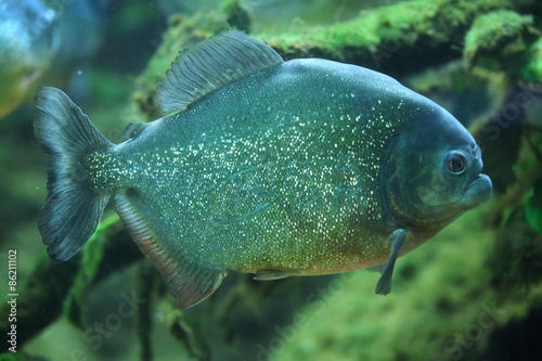 Fotoroleta natura fauna brazylia podwodne dzikie zwierzę