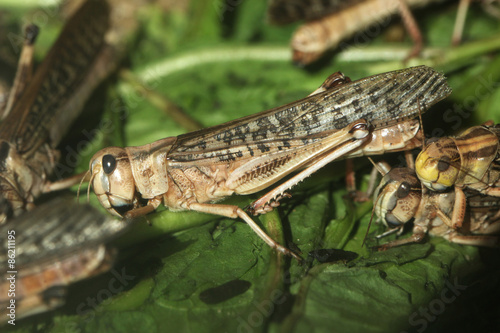 Naklejka fauna azja afryka zwierzę dzikie zwierzę