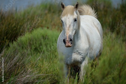 Plakat koń dziki dziki koń camargue 