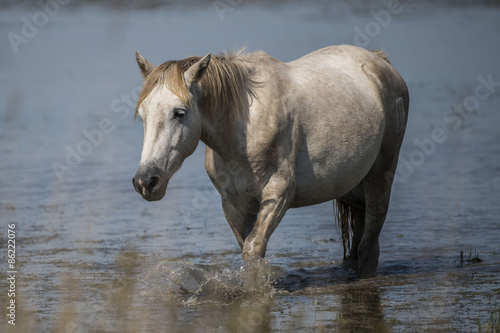 Plakat koń dziki dziki koń camargue