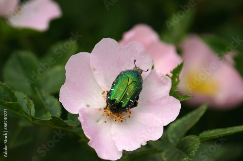 Obraz na płótnie fauna dziki zwierzę piękny