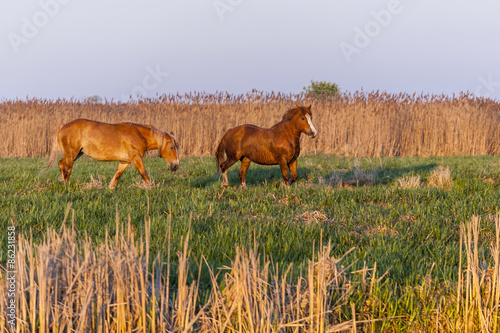 Naklejka pastwisko koń natura łąka piękny