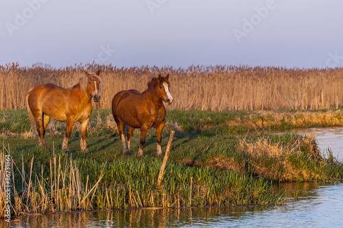 Plakat natura łąka piękny