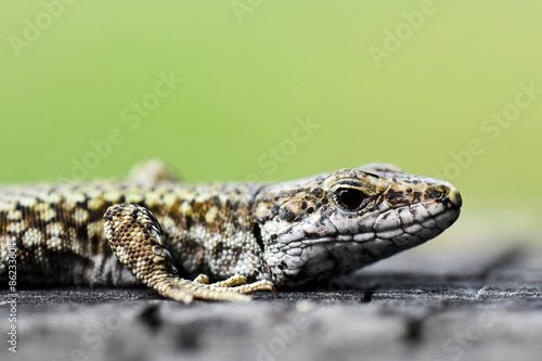 Plakat fauna portret natura zwierzę gad