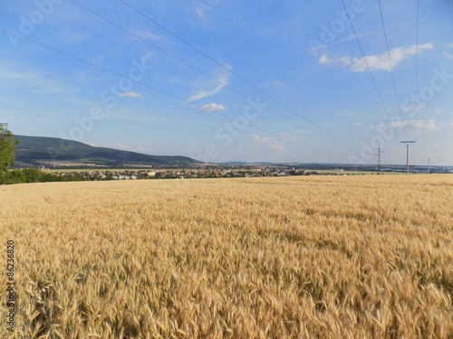 Fotoroleta pole żniwa ziarno