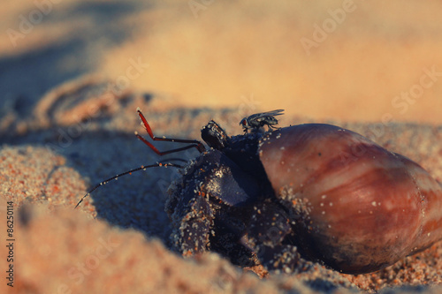 Plakat lato krab słońce