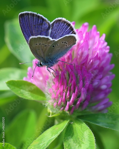 Plakat pole piękny motyl