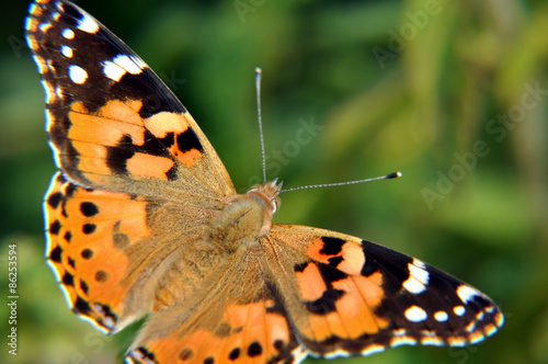 Plakat motyl europa natura zwierzę karta