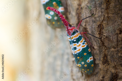 Naklejka tropikalny roślina fauna