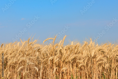 Plakat pejzaż natura rolnictwo pole słoma