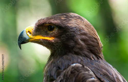 Fotoroleta twarz zwierzę natura