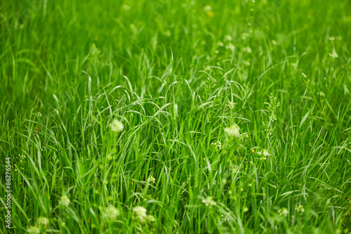 Plakat pole lato pejzaż natura