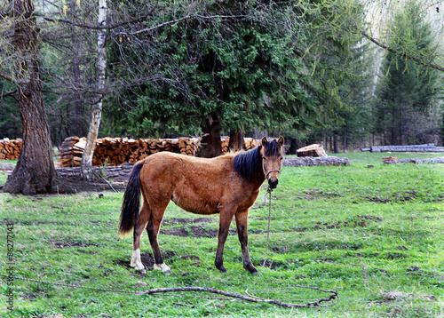 Fototapeta rosja źrebak trawa pole