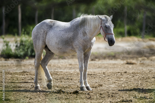 Fotoroleta natura koń dziki koń camargue