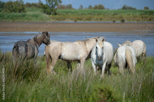 Fotoroleta dziki koń koń natura