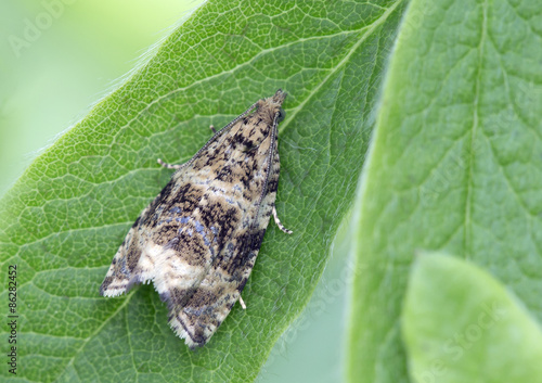 Naklejka zwierzę motyl owad