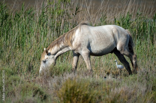 Fotoroleta natura dziki koń koń camargue