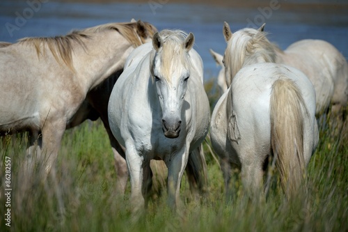 Fotoroleta natura dziki koń koń camargue