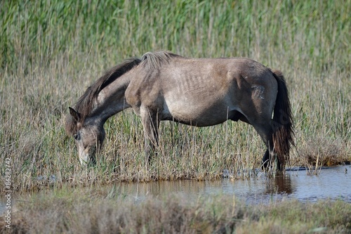 Fototapeta natura koń dziki koń camargue