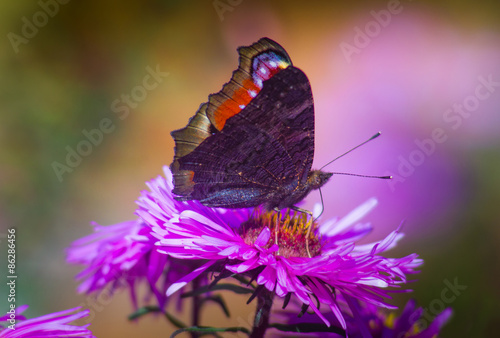 Plakat dziki natura lato ładny