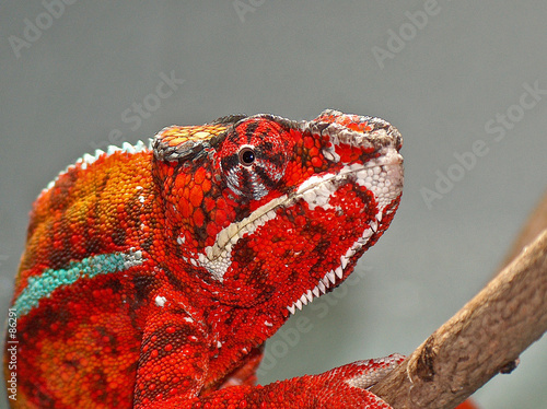 Fotoroleta gad kameleon kolorowy czerwony terrarium