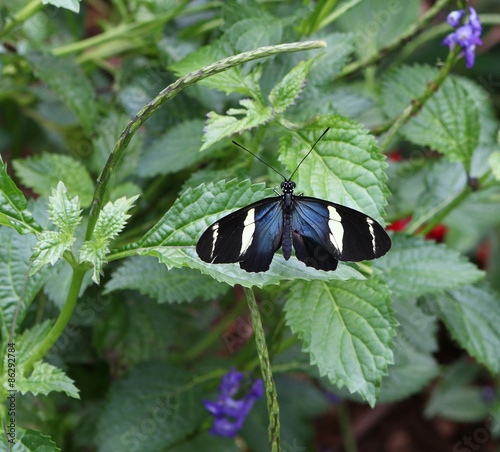 Plakat motyl meksyk kwiat