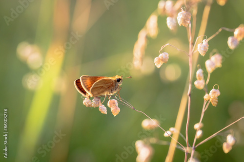 Plakat pole zbiory dziki natura kwiat