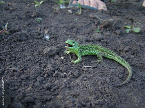 Plakat gad natura fauna