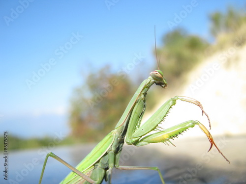 Fototapeta natura niebo zwierzę błąd zielony