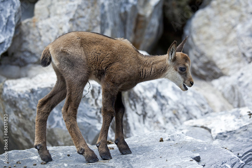 Plakat fauna góra alpy zwierzę