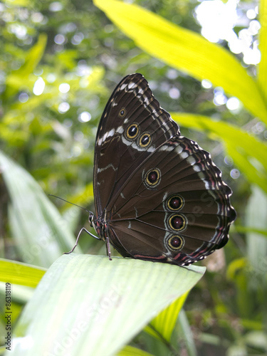 Plakat pejzaż motyl oko las ameryka południowa