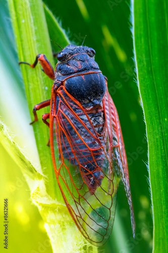 Plakat piękny dziki zwierzę natura