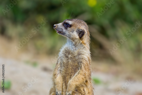 Fotoroleta natura portret ładny bezdroża afryka