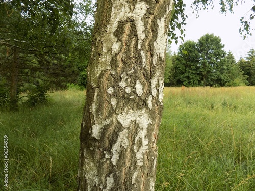 Naklejka roślinność natura drzewa pastwisko