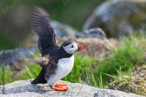 Naklejka portret bezdroża natura dziki