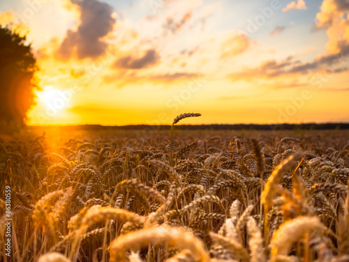 Fotoroleta pszenica rolnictwo pole niebo natura