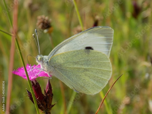 Plakat kwiat łąka motyl