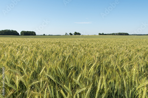 Plakat świeży niebo lato