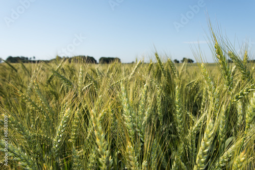 Plakat świeży roślina natura